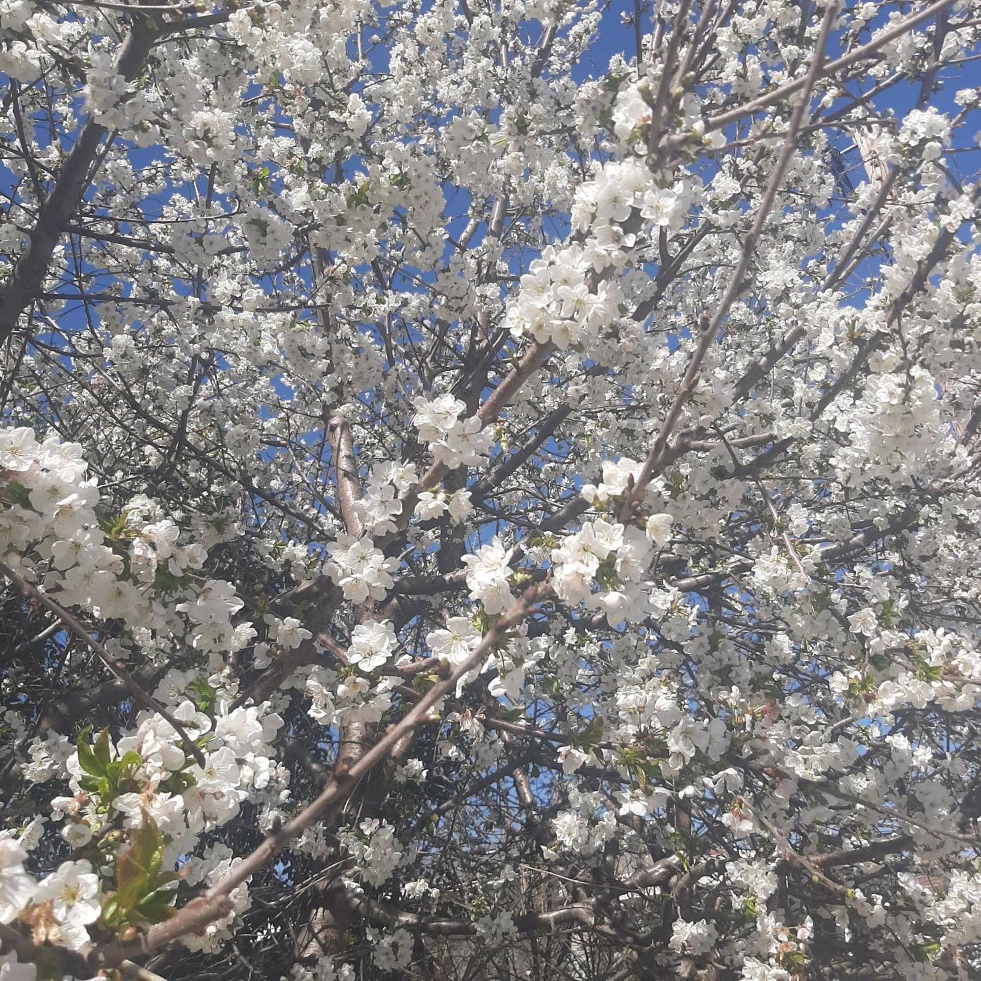 Αρχοντικό Παπανικολάου Ligaria (Thessalia) Exterior foto